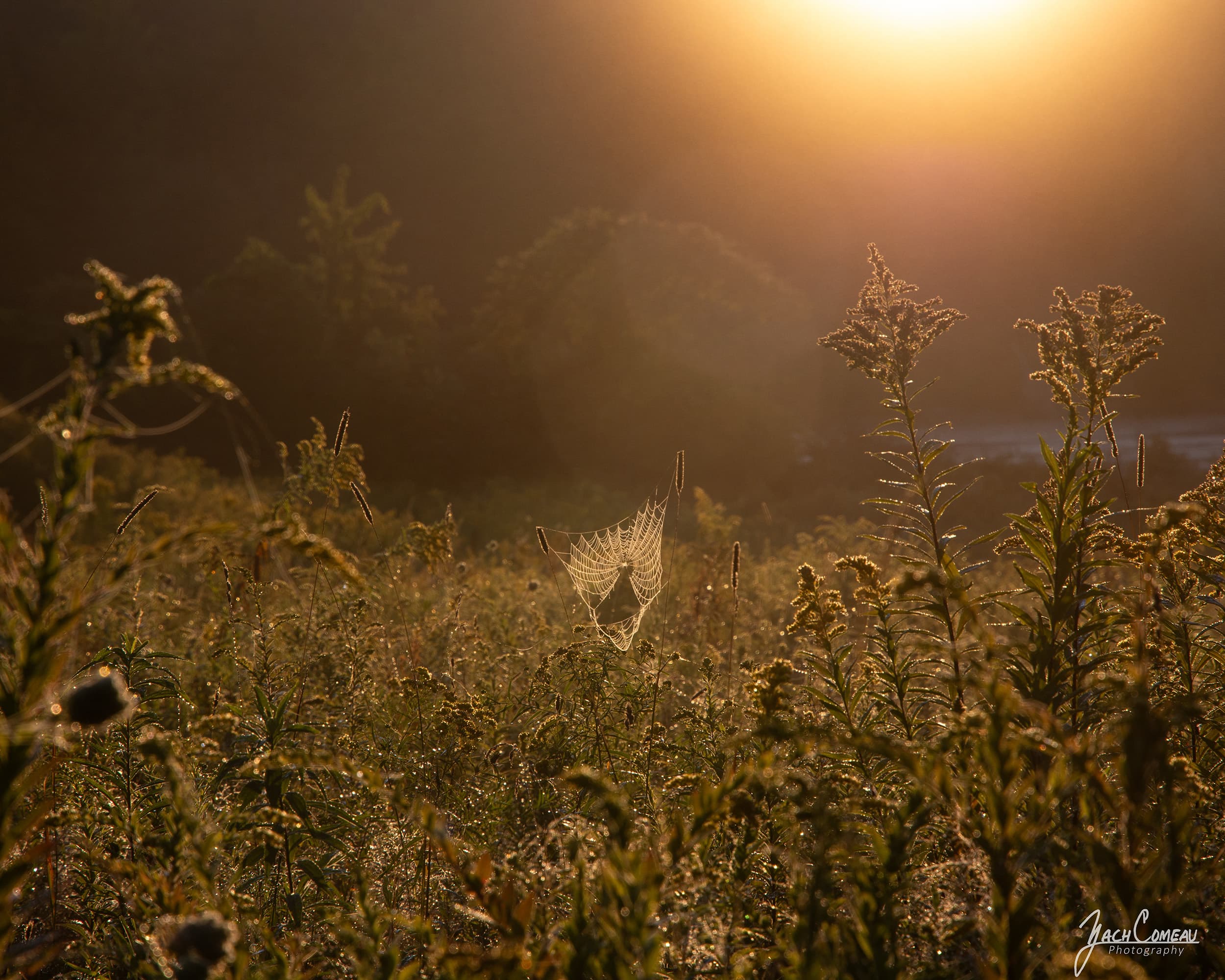 A spider web made visible by morning dew and sunrise in Princeton