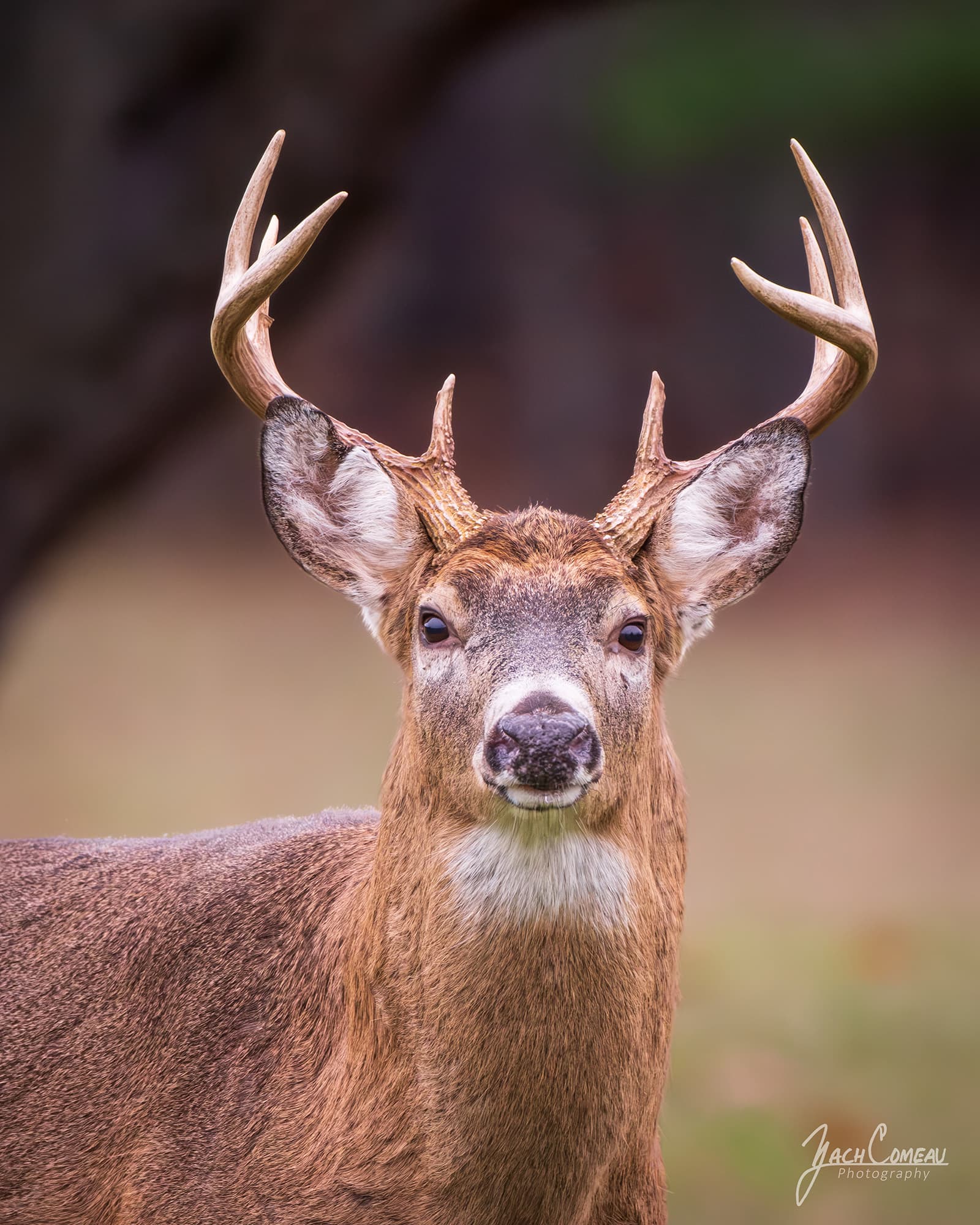 White-tailed buck with an 8-point rack staring downrange in Upstate NY