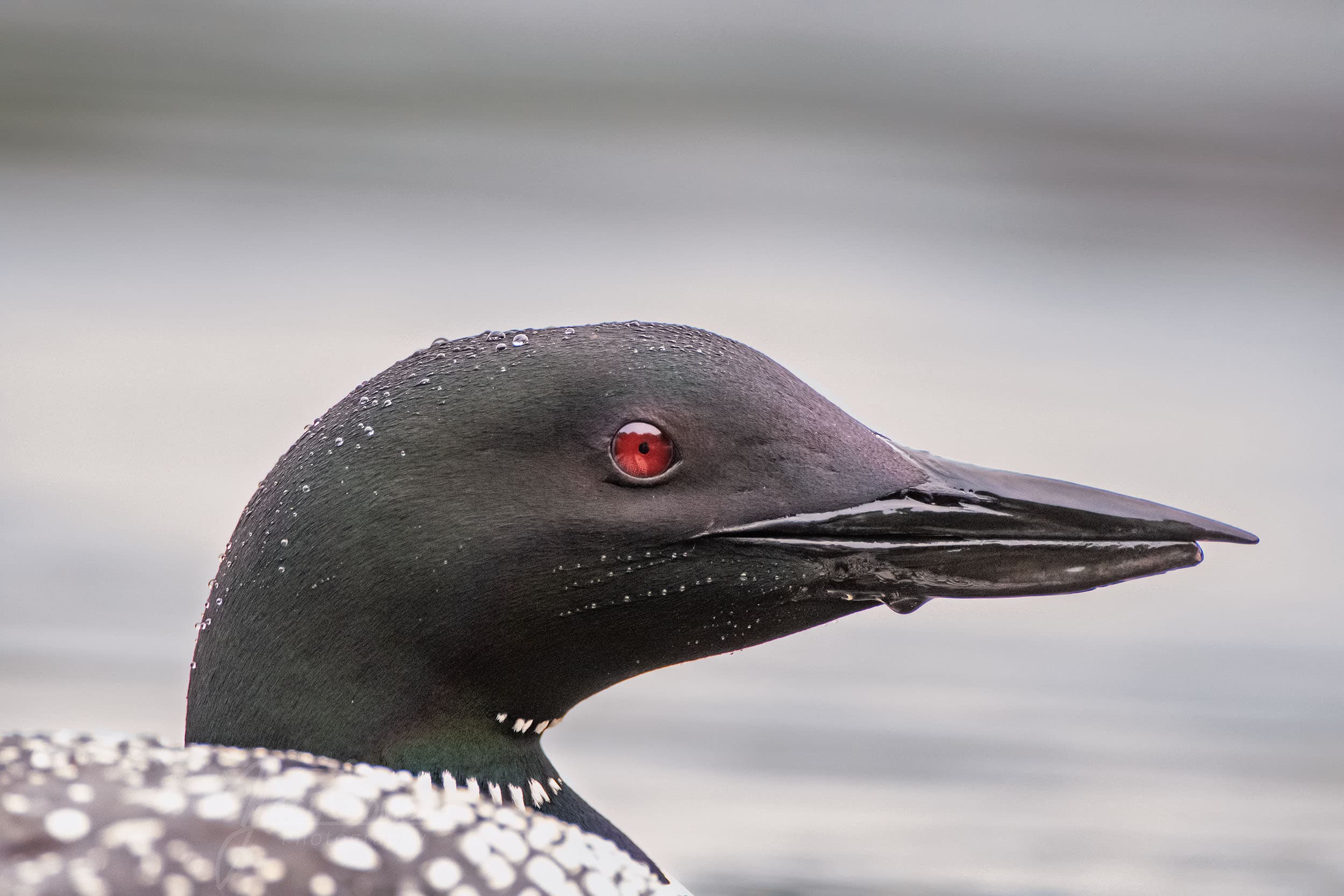 Close up side profile of a common loon in Massachusetts