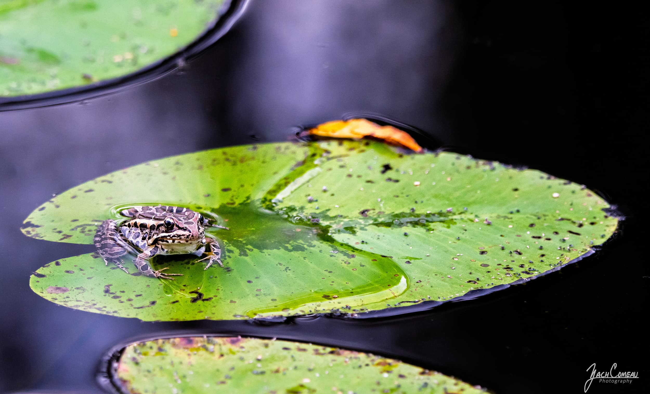 Frog sitting on a lily pad at Wachusett Meadow Wildlife Sanctuary in Princeton
