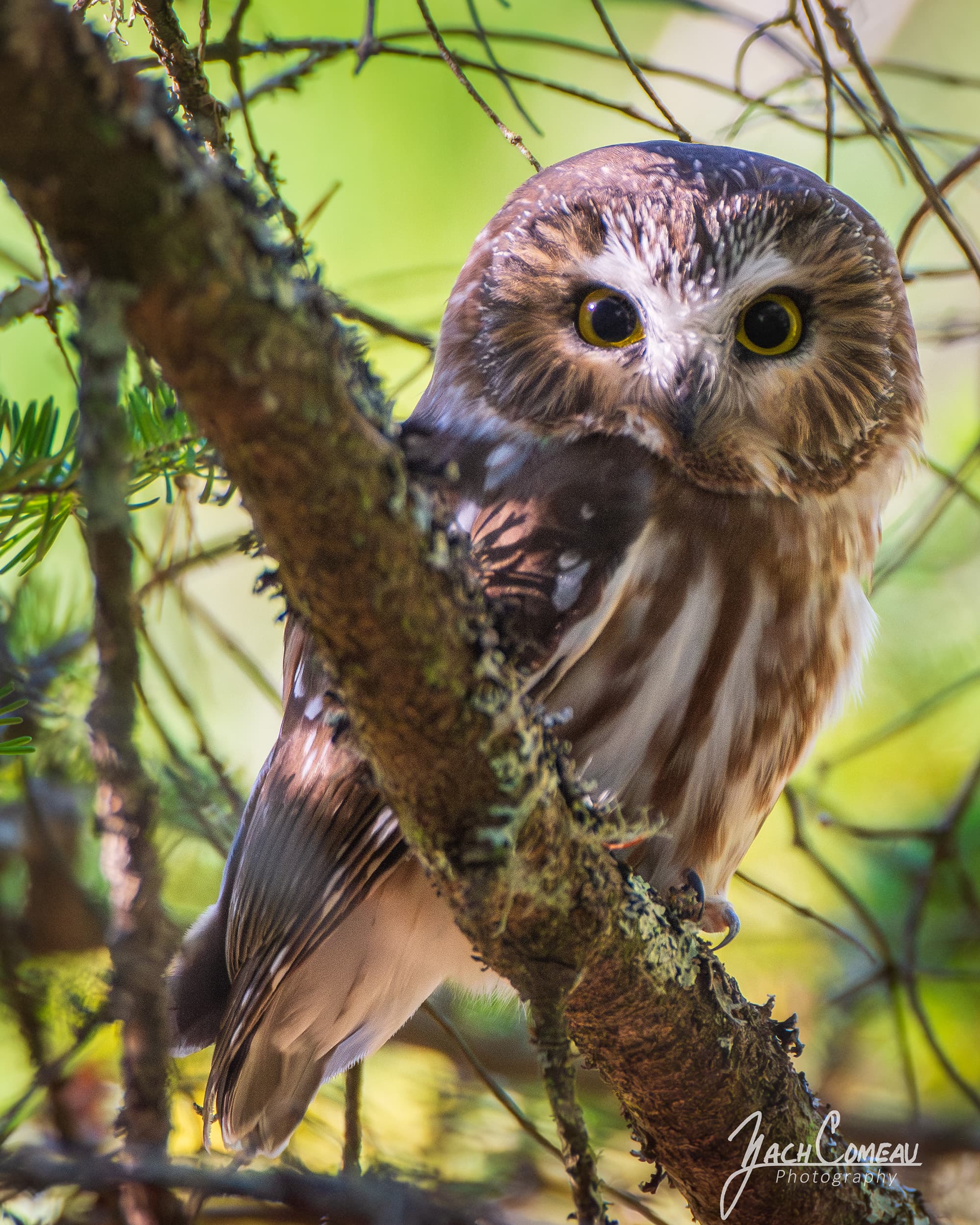 A tiny northern saw-whet owl perched on a pine during a windstorm