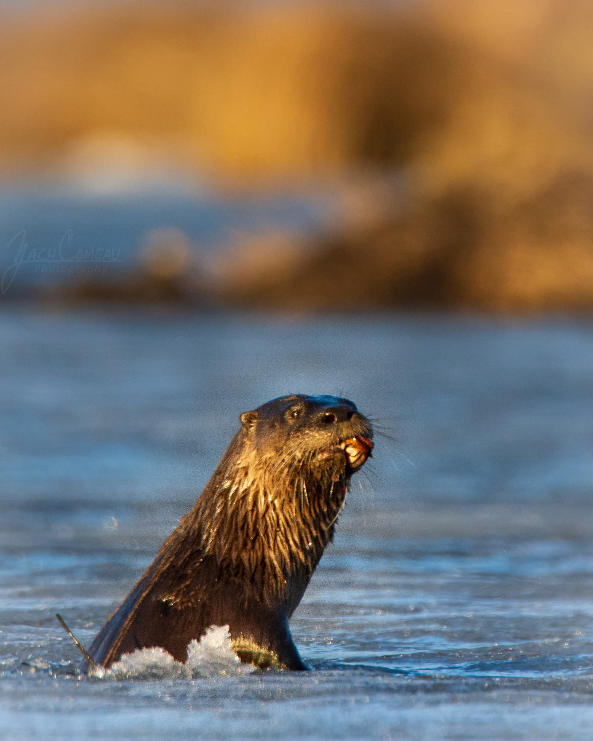 A river otter at Eagle Preserve in Royalston