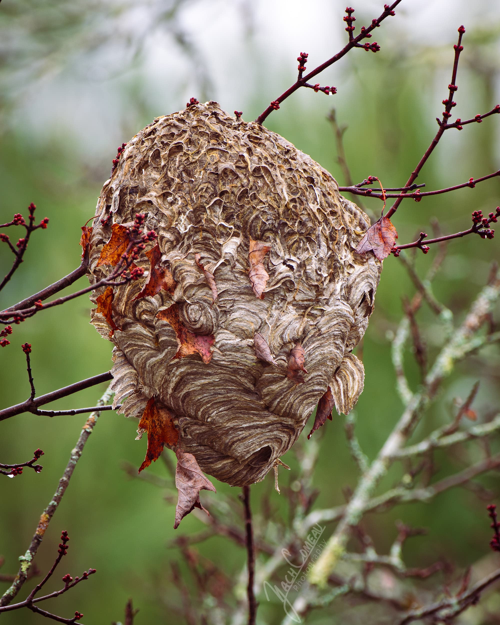 A large wild wasp nest exposed during fall when leaves have dropped